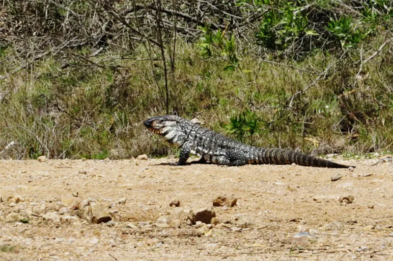 Reptiles